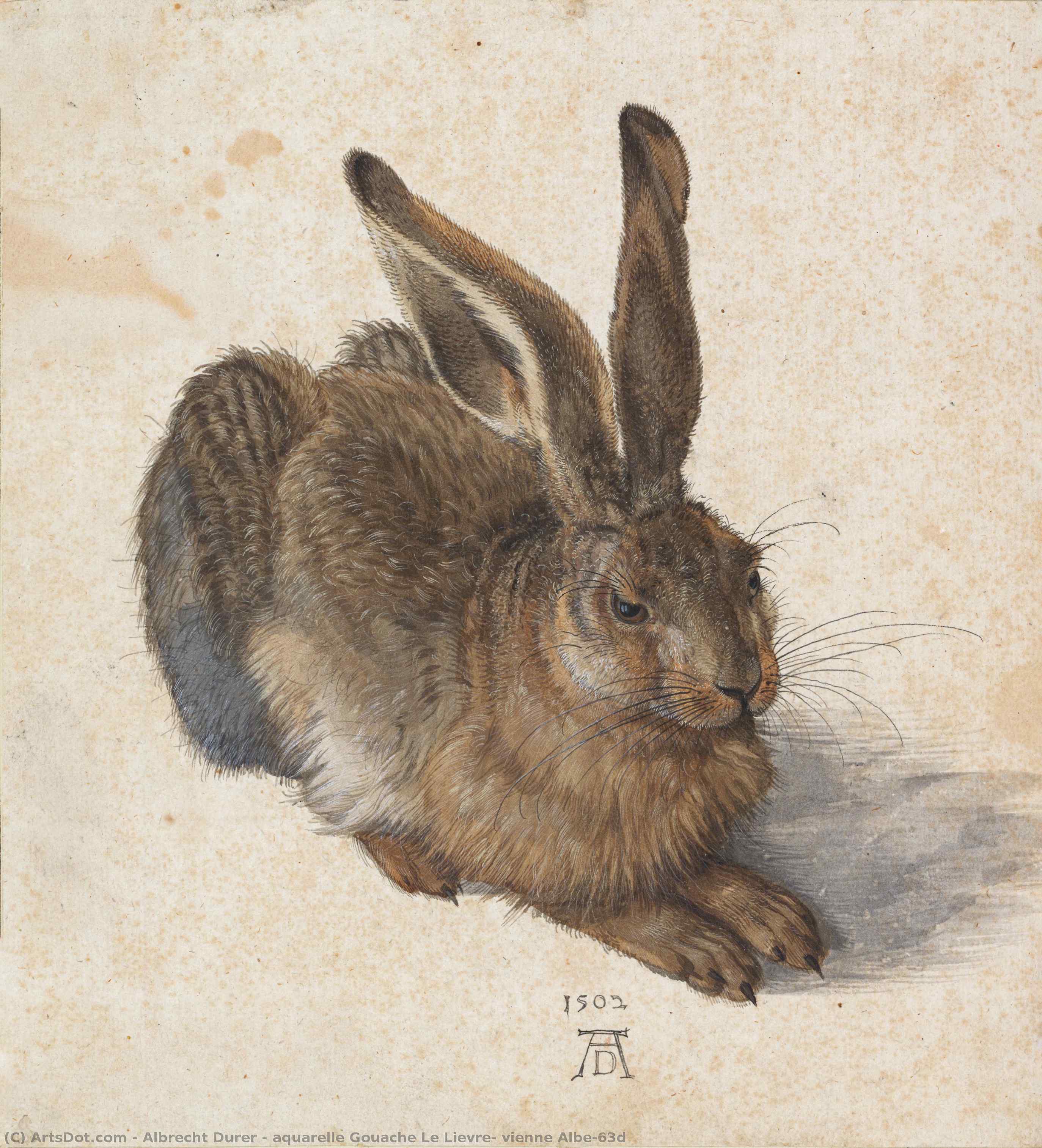 Wikioo.org - The Encyclopedia of Fine Arts - Painting, Artwork by Albrecht Durer - aquarelle Gouache Le Lievre, vienne Albe~63d