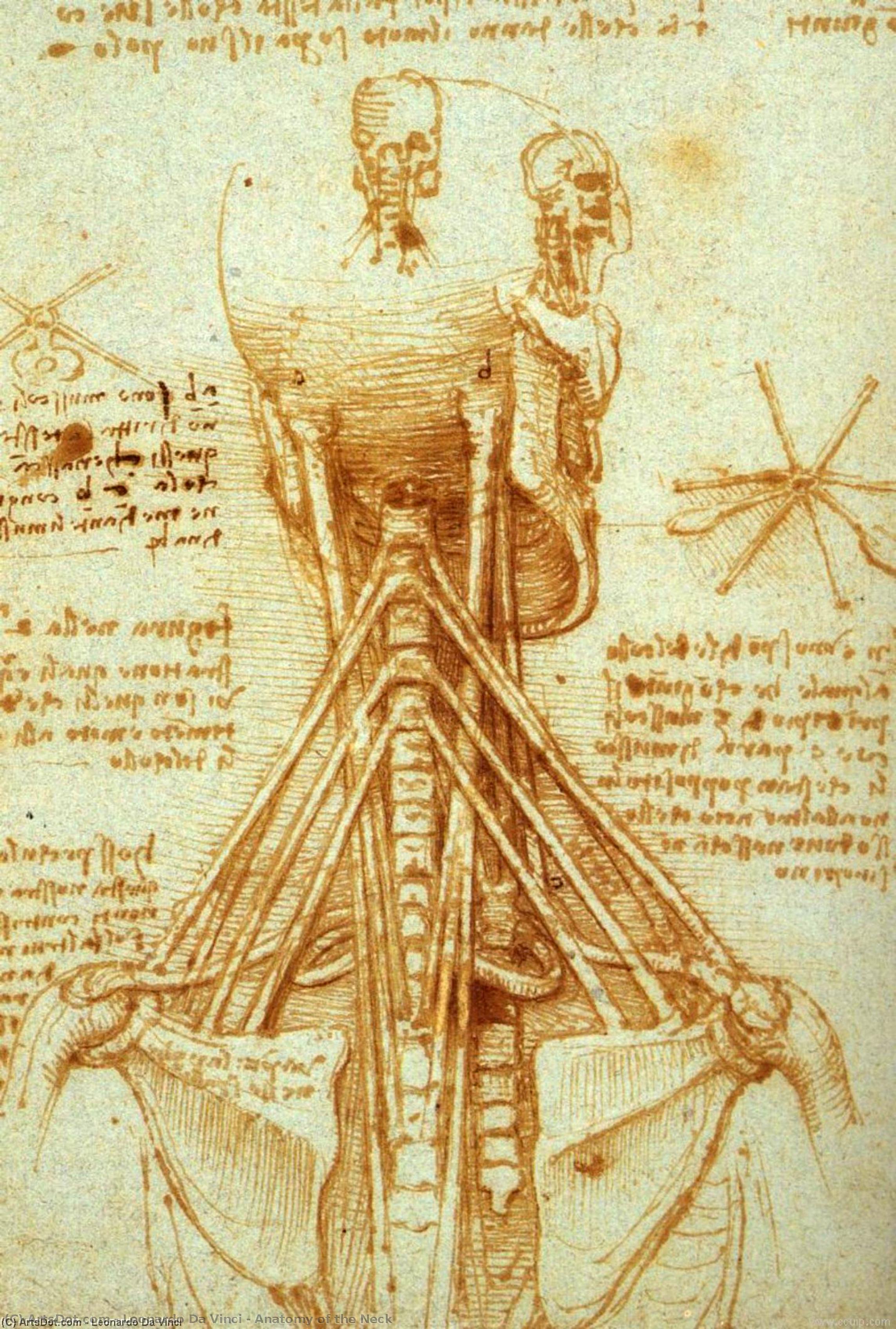 Wikoo.org - موسوعة الفنون الجميلة - اللوحة، العمل الفني Leonardo Da Vinci - Anatomy of the Neck