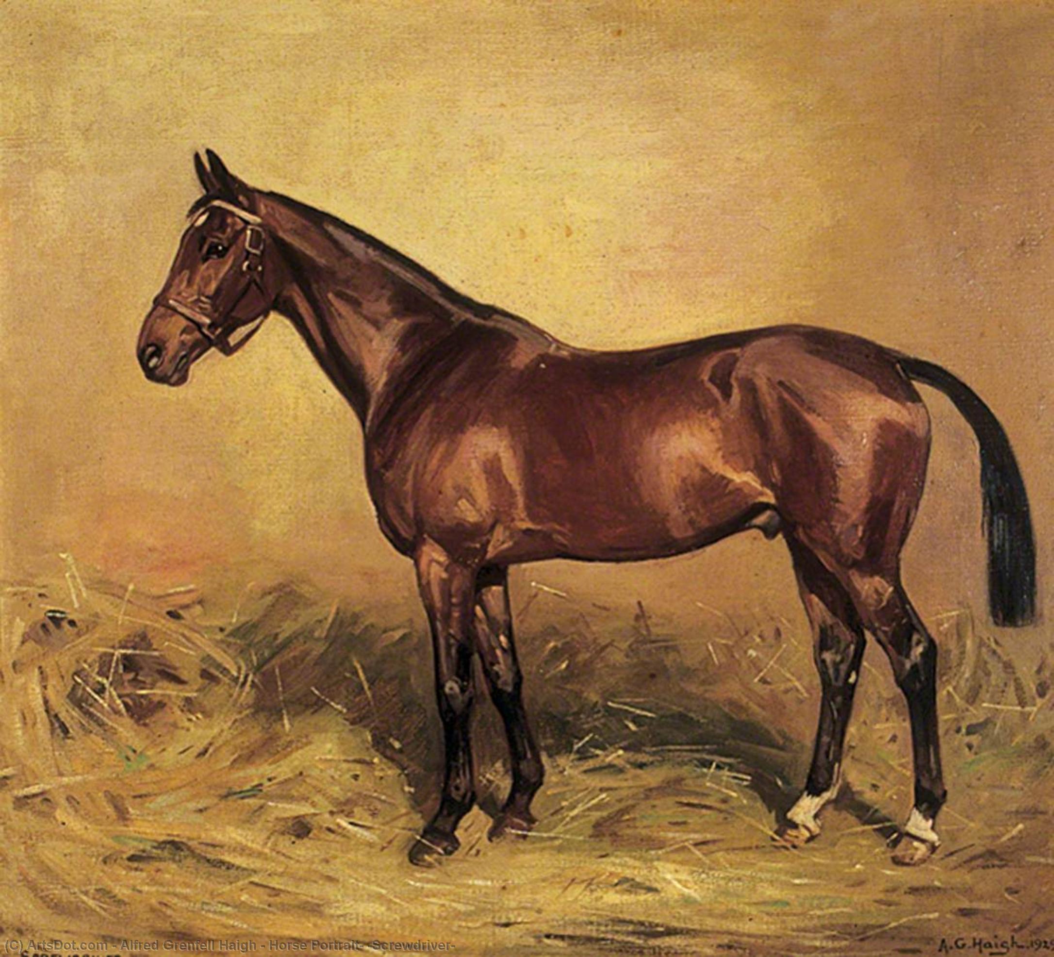 Wikioo.org - The Encyclopedia of Fine Arts - Painting, Artwork by Alfred Grenfell Haigh - Horse Portrait, 'Screwdriver'