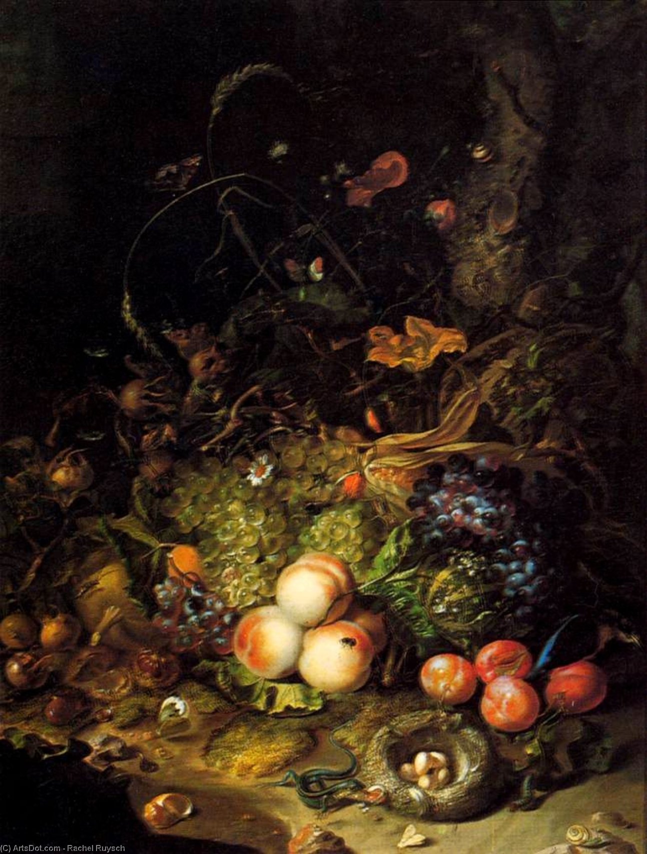 Wikioo.org - The Encyclopedia of Fine Arts - Painting, Artwork by Rachel Ruysch - Flowers, Fruit, and Insects