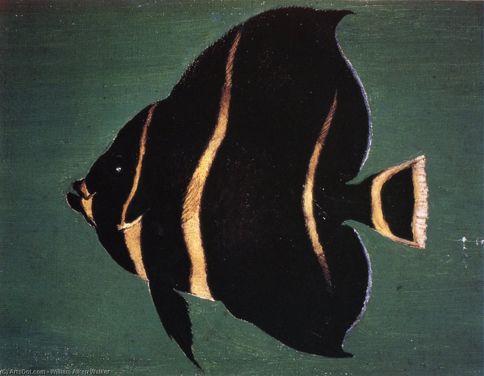 1 22 рыба. Ювенальный Императорский ангел рыба. Рыбы 1907 картина. Рыба ангел синяя с белыми полосками на спине. Уильям Фиш.
