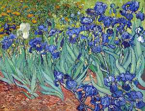 Vincent Van Gogh - Irises - (buy famous paintings)