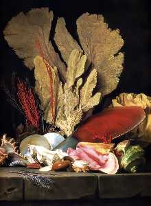 Still-Life with Tuft of Marine Plants, Shells and Corals