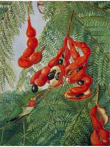 The Wild Tamarind of Jamaica with Scarlet Pod and Barbet