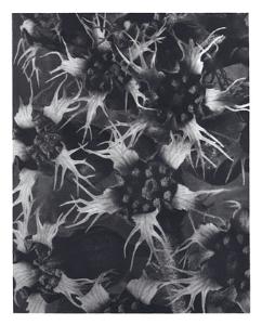 Wikioo.org - The Encyclopedia of Fine Arts - Artist, Painter  Karl Blossfeldt