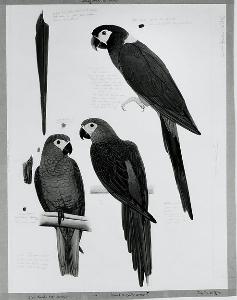 Wikioo.org - The Encyclopedia of Fine Arts - Artist, Painter  Elizabeth Butterworth