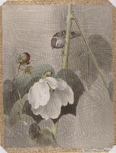 Okada Baison