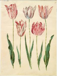 Johannes Simon Holtzbecher - Tulipa gesneriana