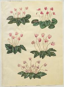 Johannes Simon Holtzbecher - Cyclamen purpurascens; Cyclamen hederifolium