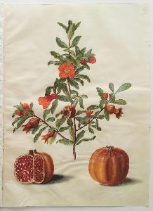 Johannes Simon Holtzbecher - Punica granatum simp et pl