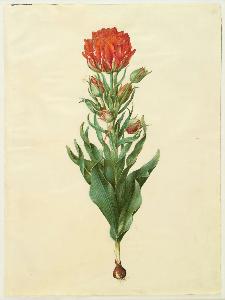 Johannes Simon Holtzbecher - Tulipa gesneriana