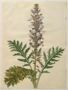 Johannes Simon Holtzbecher - Acanthus mollis