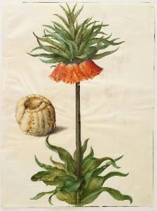 Johannes Simon Holtzbecher - Fritillaria imperialis