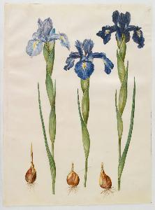 Johannes Simon Holtzbecher - Iris xiphioides