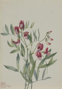 Mary Vaux Walcott - Wild Pea (Lathyrus decaphyllus)