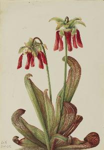 Mary Vaux Walcott - Parrot Pitcherplant (Sarracenia psittacina)