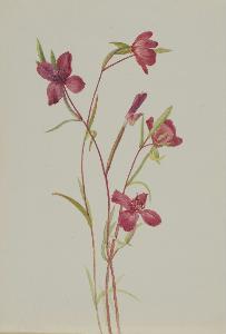 Mary Vaux Walcott - Farewell to Spring (Godetia amoena lilja)