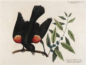Mark Catesby, English, Born Essex, England 1682/1683-Died London, England 1749