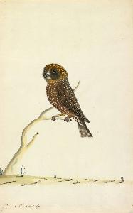 The Sydney Bird Painter