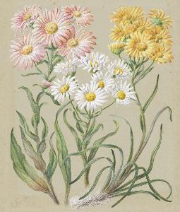 Sarah Ann Featon