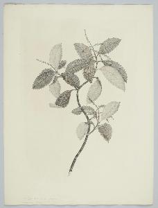 Sydney Parkinson - Ascarina lucida Hooker f.