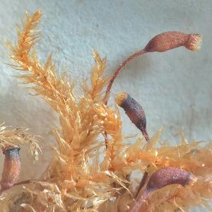 R. Fiorella Aguilar