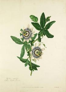 Mary Lawrance Kearse