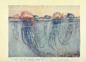 Henry Charles Seppings Wright