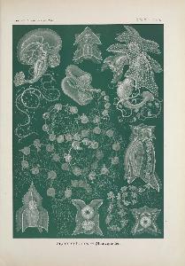 Ernst Heinrich Philipp August Haeckel
