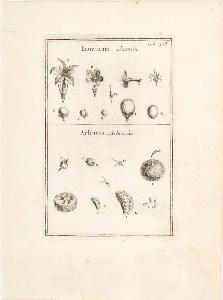Wikioo.org - The Encyclopedia of Fine Arts - Artist, Painter  Joseph Pitton De Tournefort
