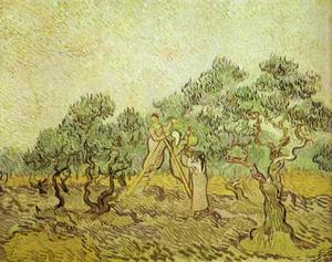The Olive Orchard