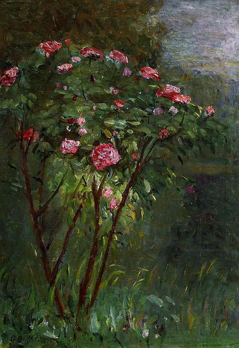 Wikioo.org - The Encyclopedia of Fine Arts - Painting, Artwork by Gustave Caillebotte - Rose Bush in Flower