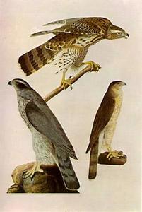 Accipiter cooperi - John James Audubon