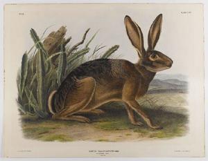 John James Audubon - California Hare