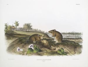 John James Audubon - Arvicola hispidus, Cotton Rat. Natural size