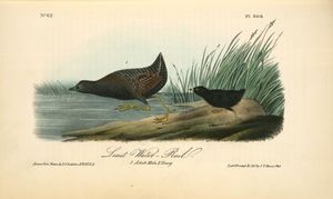 Least Water-Rail. 1. Adult Male. 2 Young