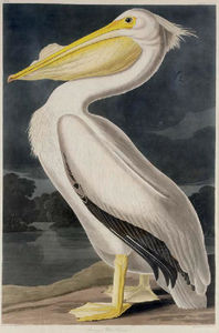 Robert Havell - American White Pelican