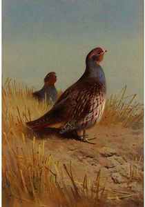 A Pair Of English Partridges