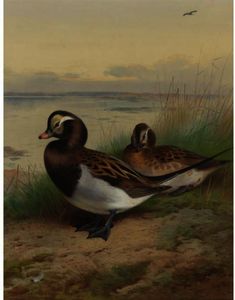 Archibald Thorburn - Long Tailed Duck, Summer