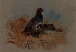 Archibald Thorburn - Partridges 1