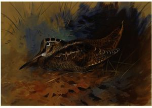 Archibald Thorburn - Woodcock 1