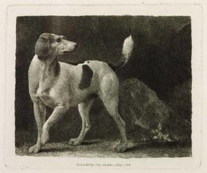 A Foxhound
