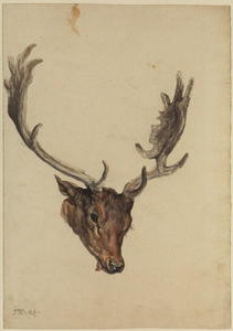 Head of a stag