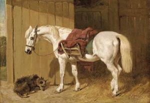 A grey pony with a dog by a stable door