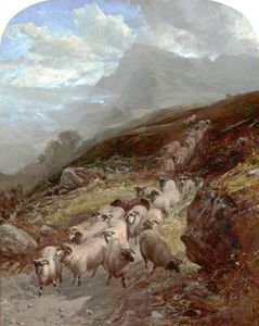 Pecore su una montagna