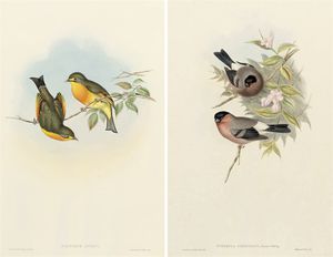 John Gould - The Birds Of Asia