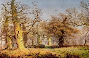 Oak Trees In Sherwood Forest