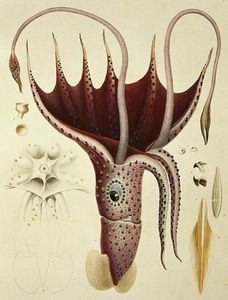 Histoire Naturelle Generale Et Particuliere Des Cephalopodes Acetabuliferes