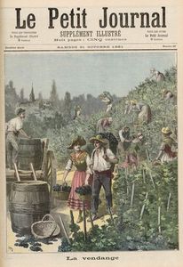 The Wine Harvest