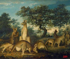 John William Lewin - Kangaroos